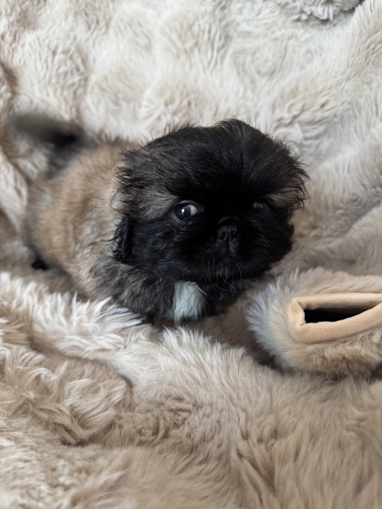 Des Diamants Impériaux - Chiot disponible  - Pekinois