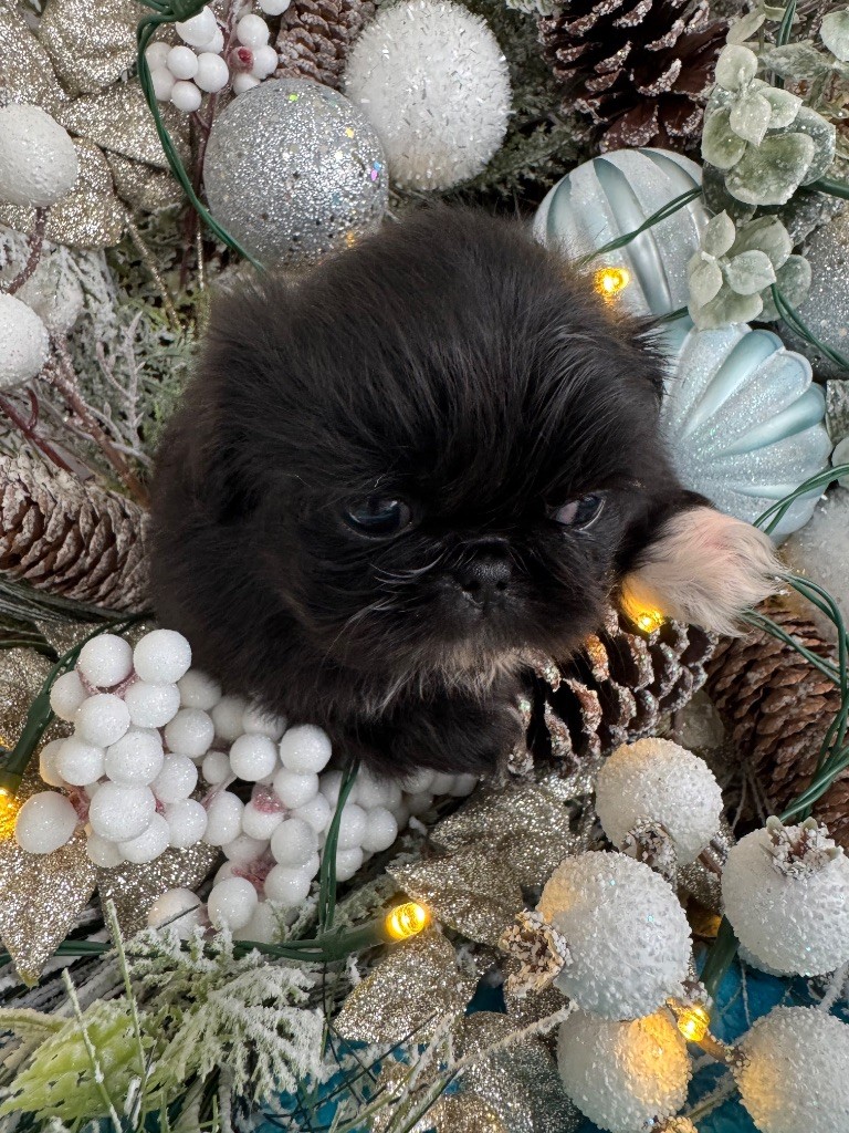 Des Diamants Impériaux - Chiot disponible  - Pekinois