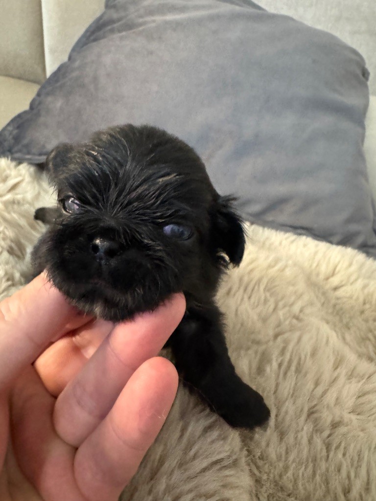 Des Diamants Impériaux - Chiot disponible  - Pekinois