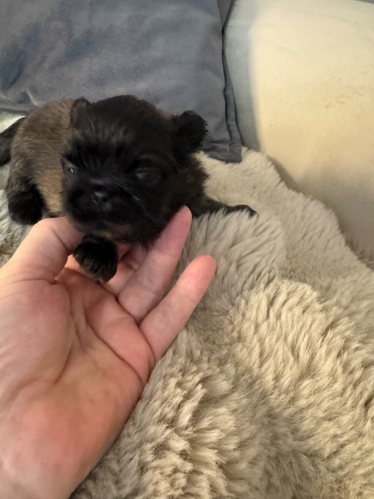 Des Diamants Impériaux - Chiot disponible  - Pekinois