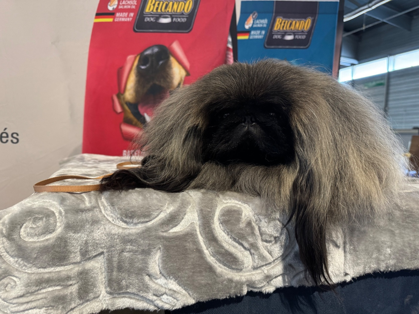 CH. dynasty stars Noble lucas