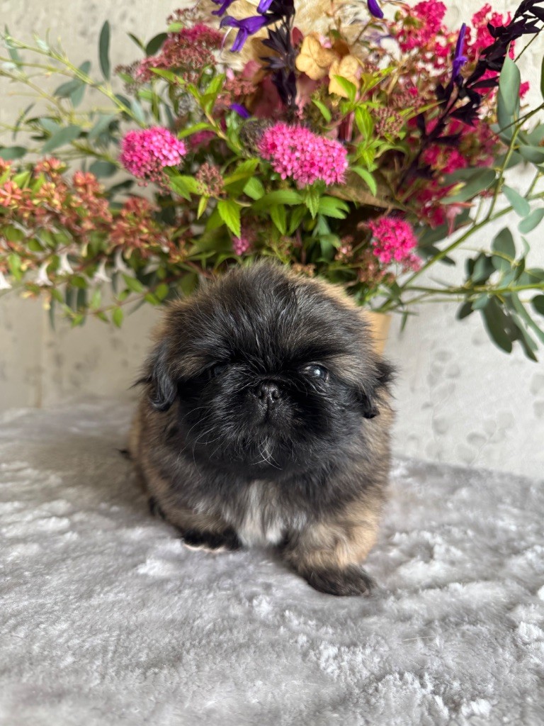 Des Diamants Impériaux - Chiots disponibles - Pekinois