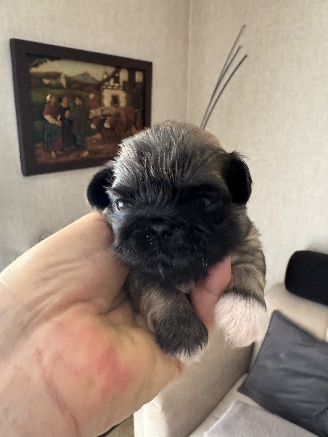 Des Diamants Impériaux - Chiots disponibles - Pekinois