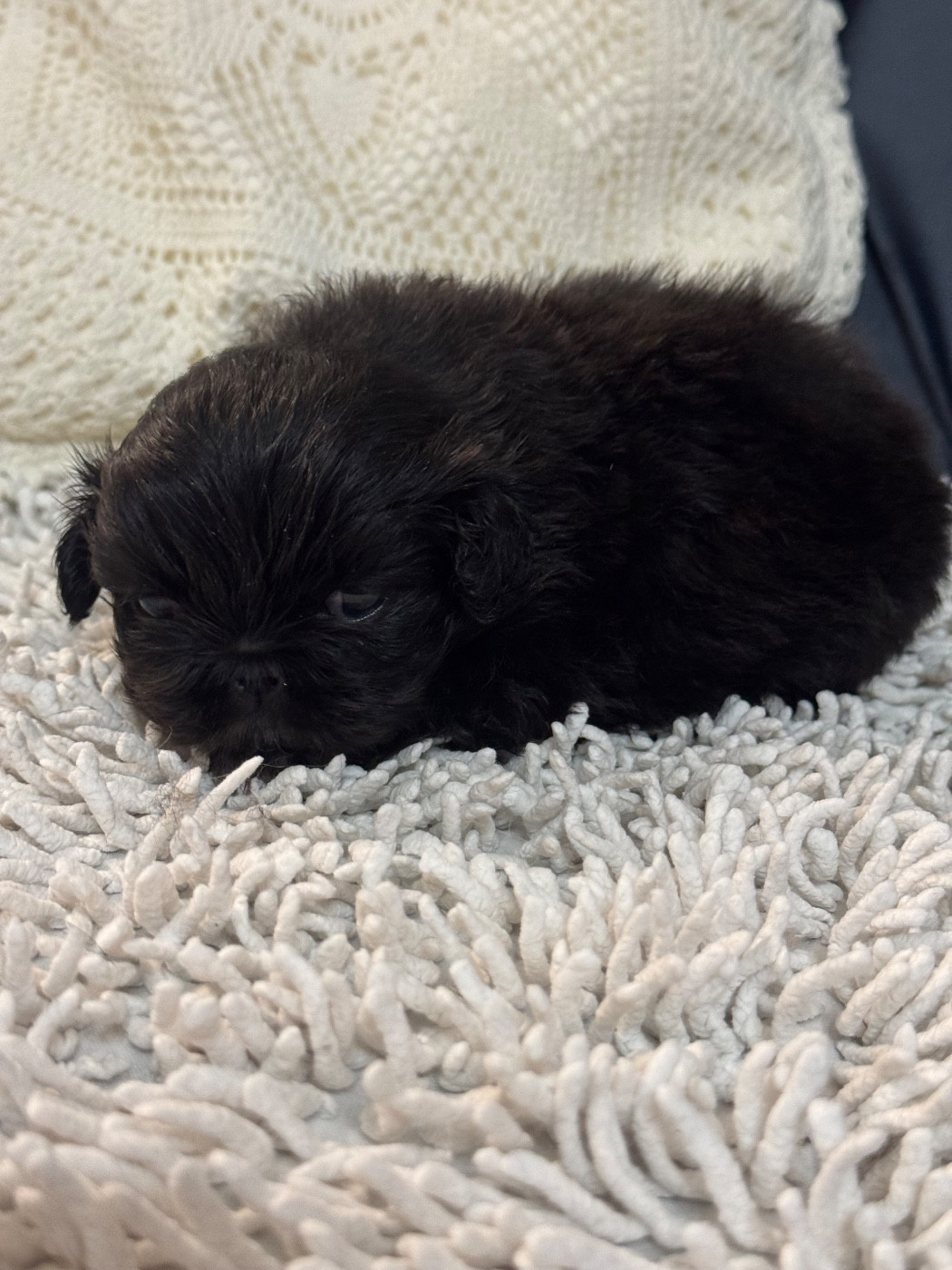 Des Diamants Impériaux - Chiots disponibles - Pekinois