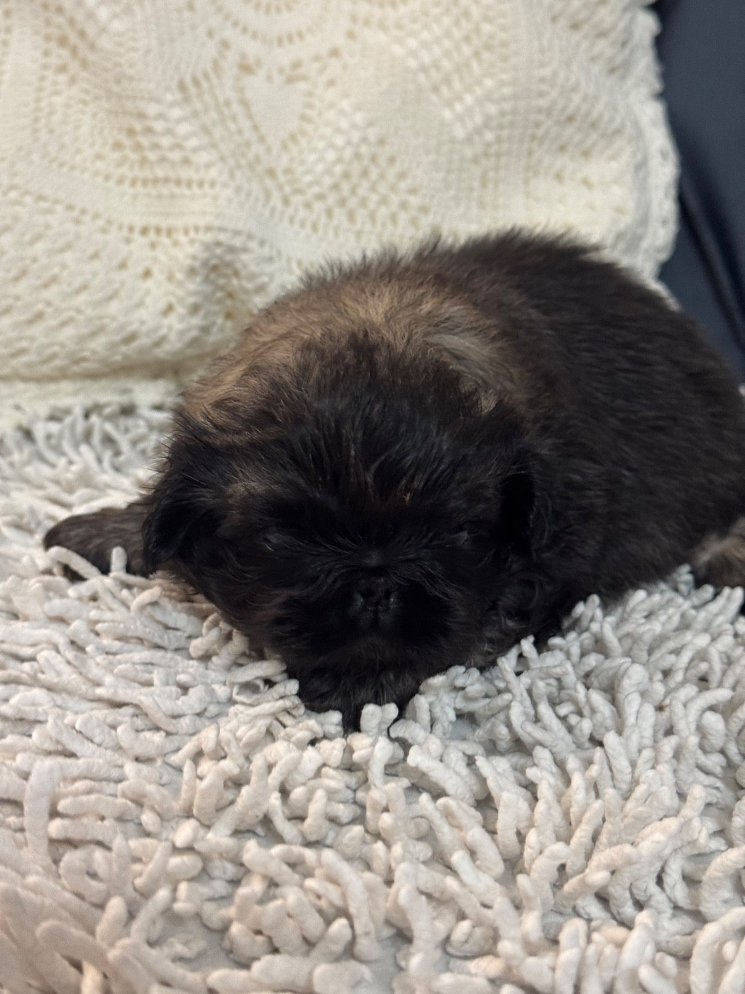 Des Diamants Impériaux - Chiots disponibles - Pekinois