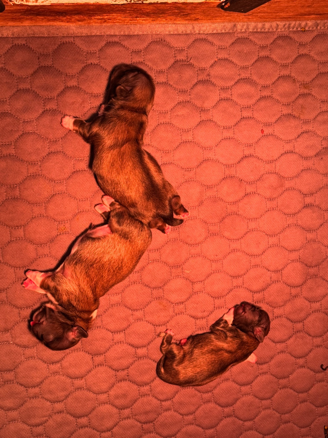 Des Diamants Impériaux - Chiots disponibles - Pekinois