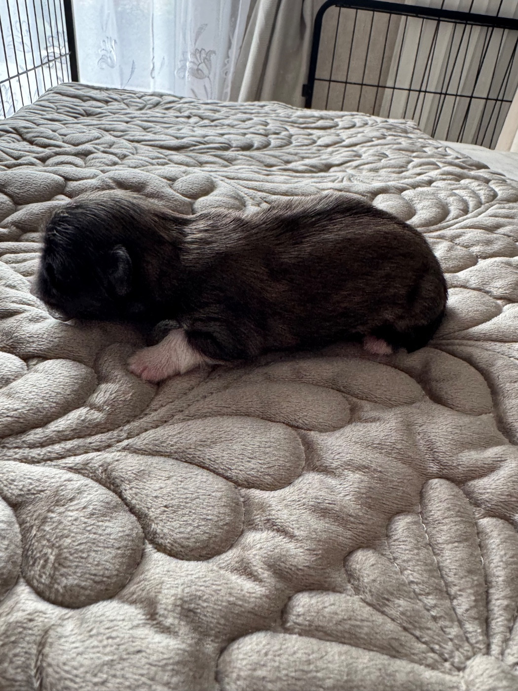 Des Diamants Impériaux - Chiots disponibles - Pekinois