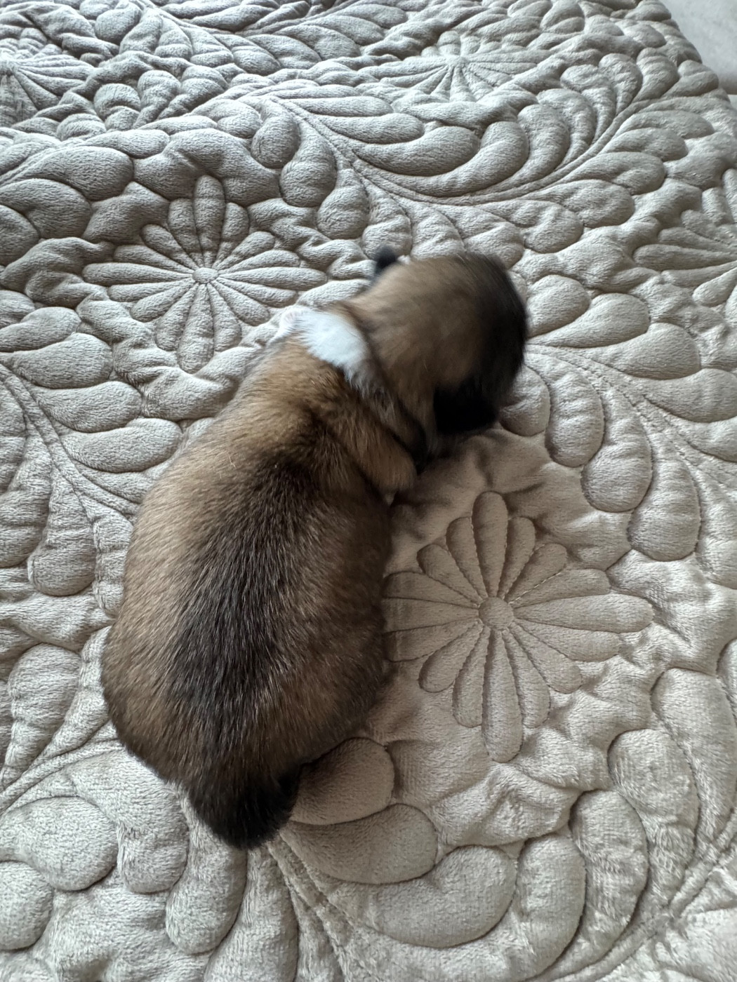 Des Diamants Impériaux - Chiots disponibles - Pekinois