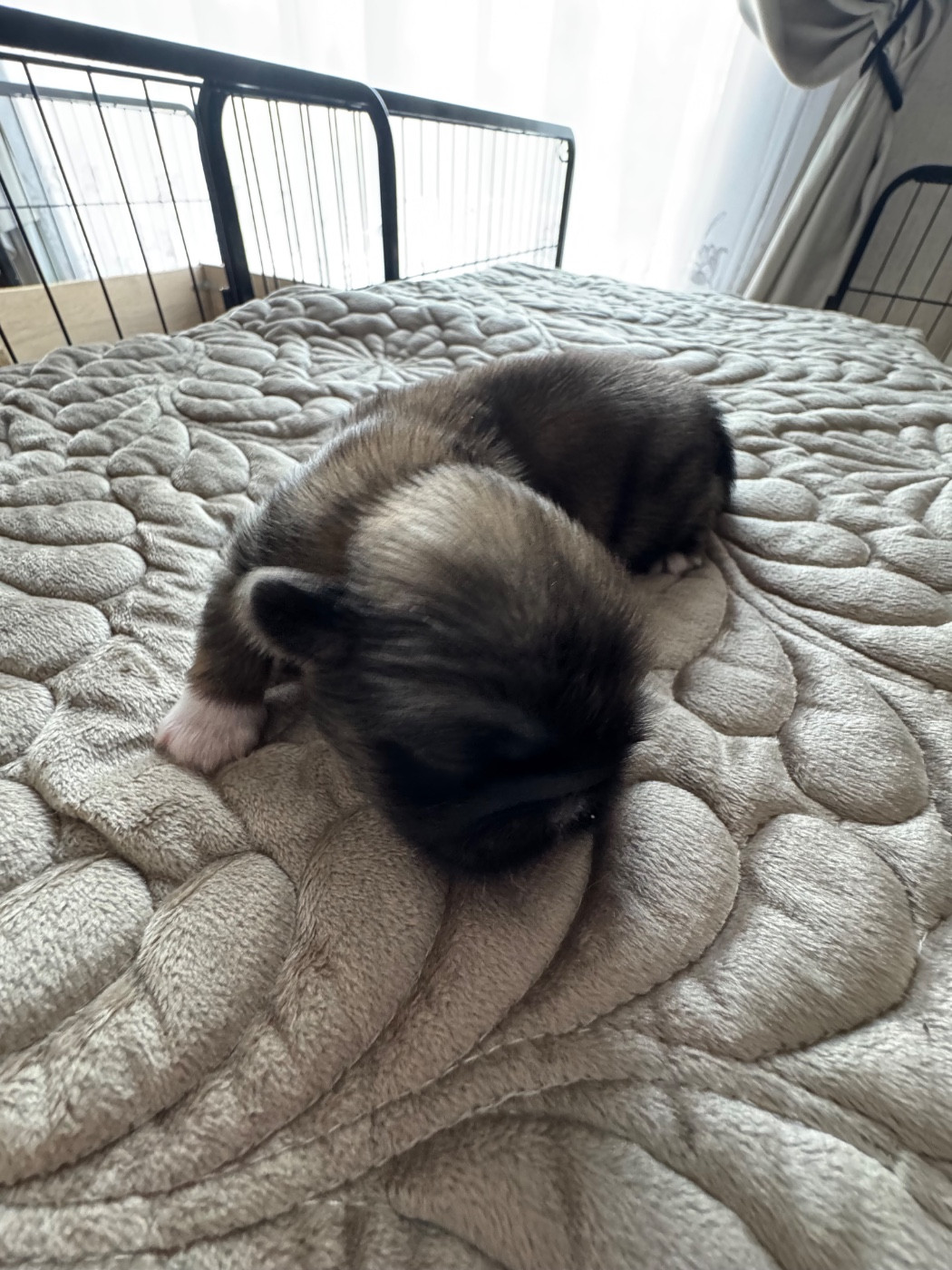 Des Diamants Impériaux - Chiots disponibles - Pekinois