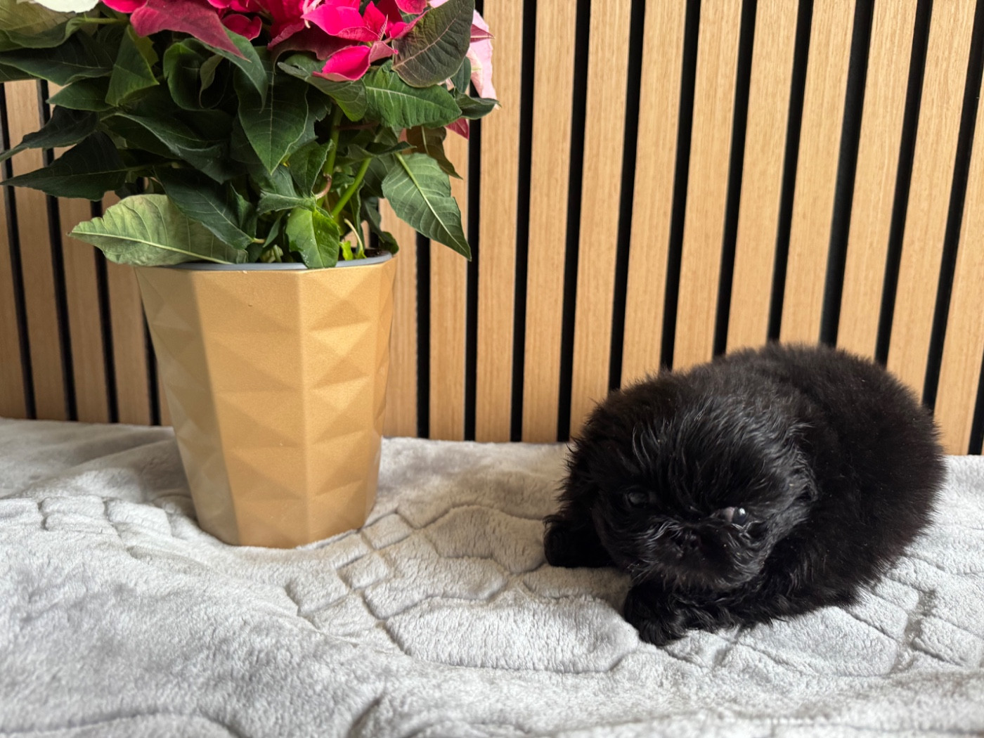 Des Diamants Impériaux - Chiots disponibles - Pekinois
