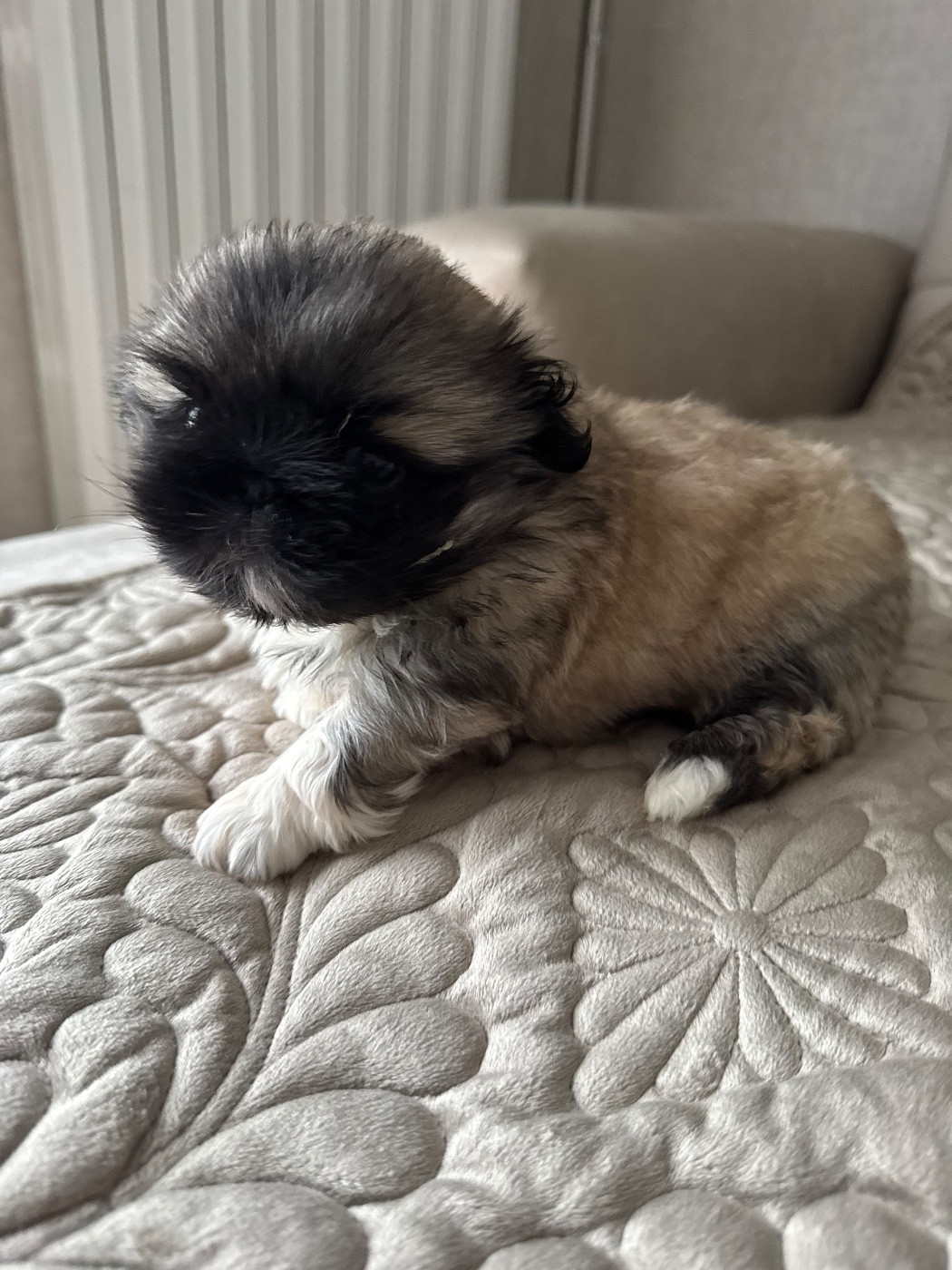 Des Diamants Impériaux - Chiots disponibles - Pekinois