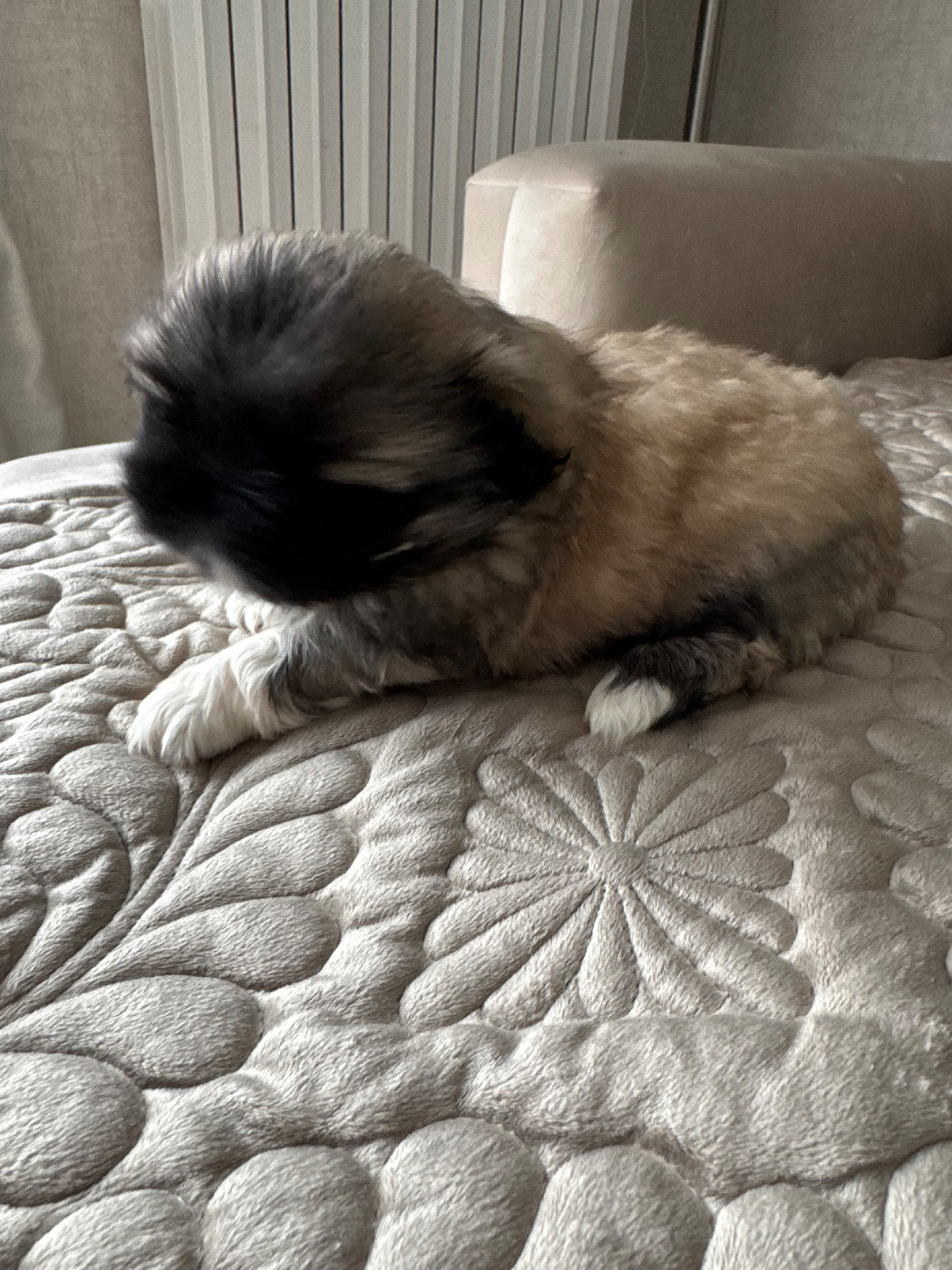 Des Diamants Impériaux - Chiots disponibles - Pekinois