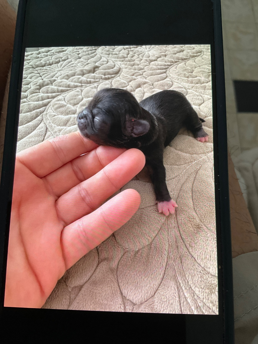 Des Diamants Impériaux - Chiots disponibles - Pekinois
