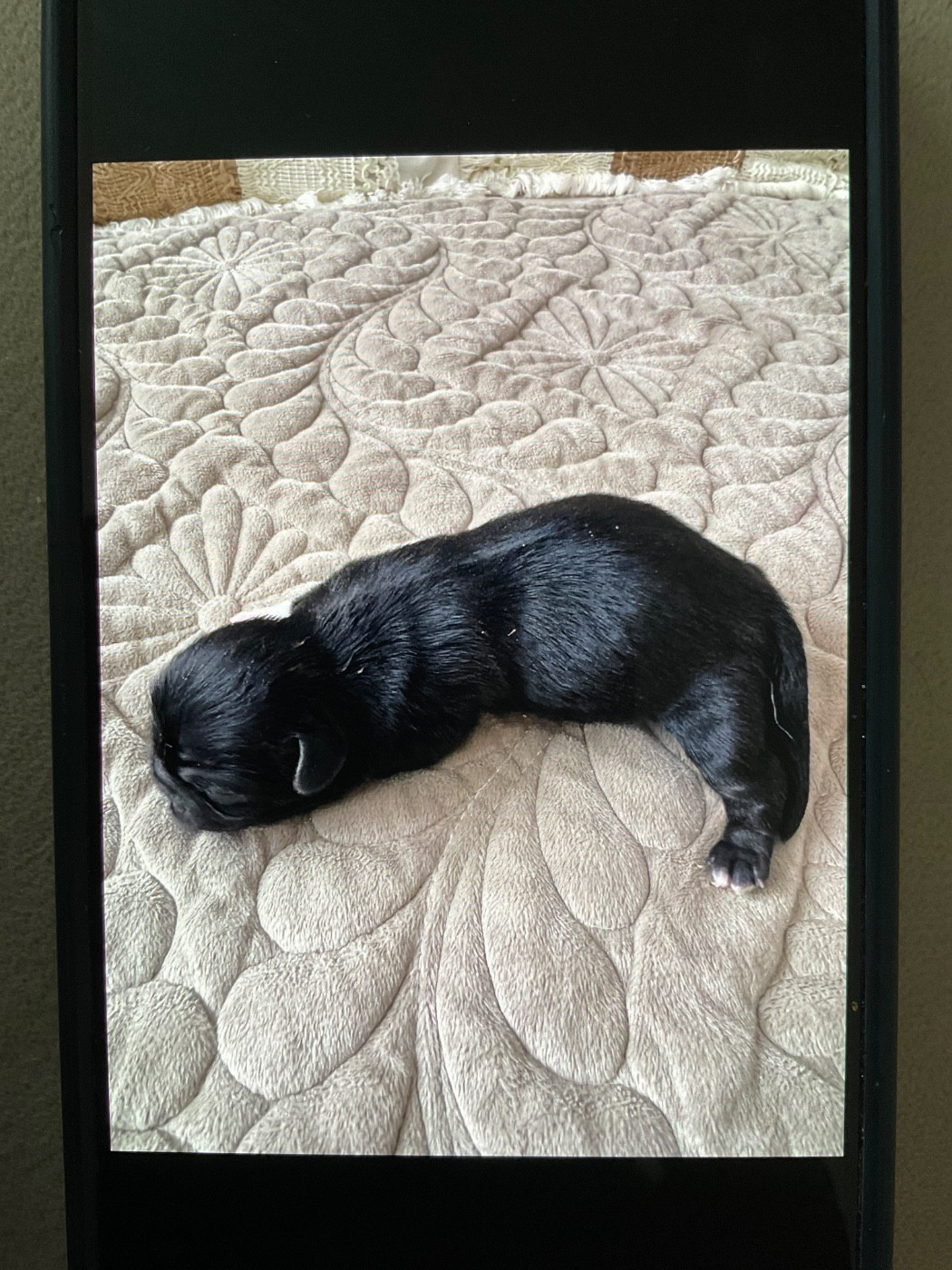 Des Diamants Impériaux - Chiots disponibles - Pekinois