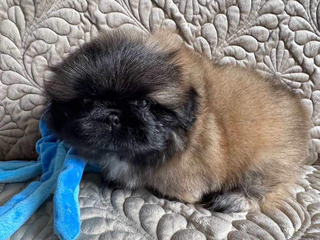 Des Diamants Impériaux - Chiots disponibles - Pekinois