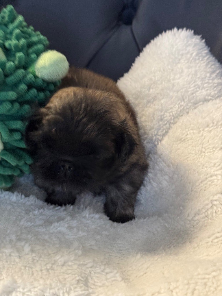 Des Diamants Impériaux - Chiots disponibles - Pekinois