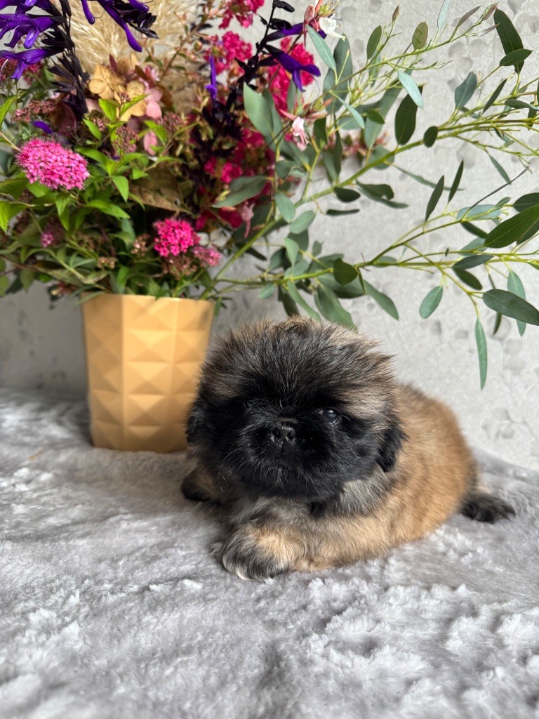 Des Diamants Impériaux - Chiots disponibles - Pekinois