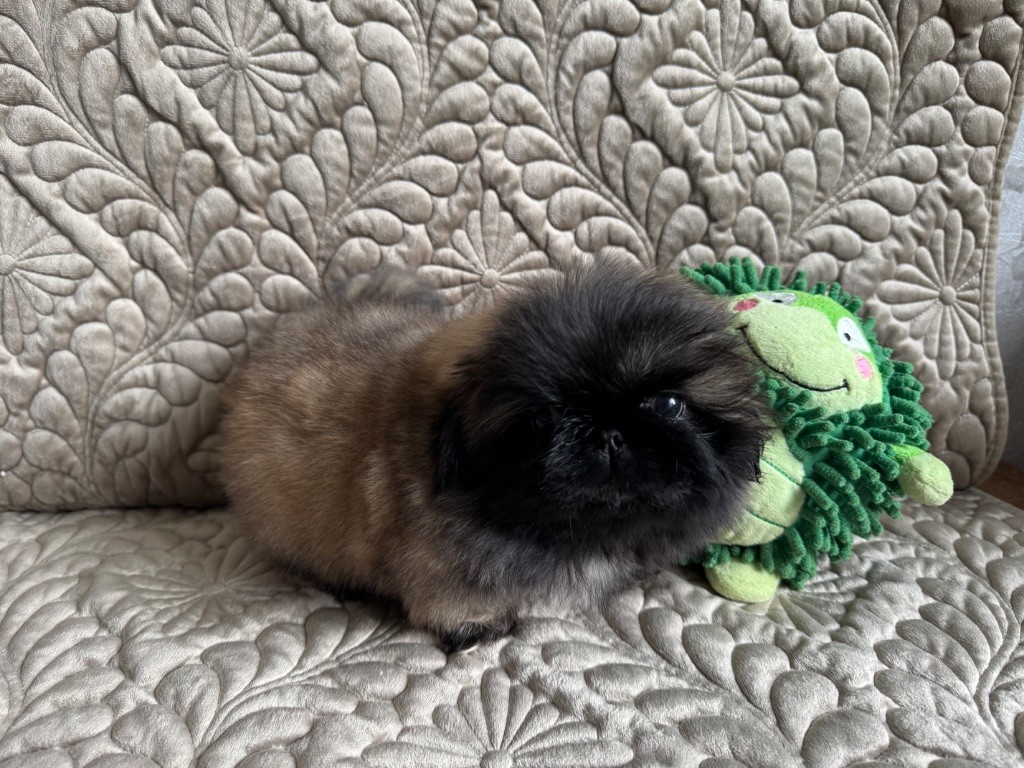 Des Diamants Impériaux - Chiots disponibles - Pekinois