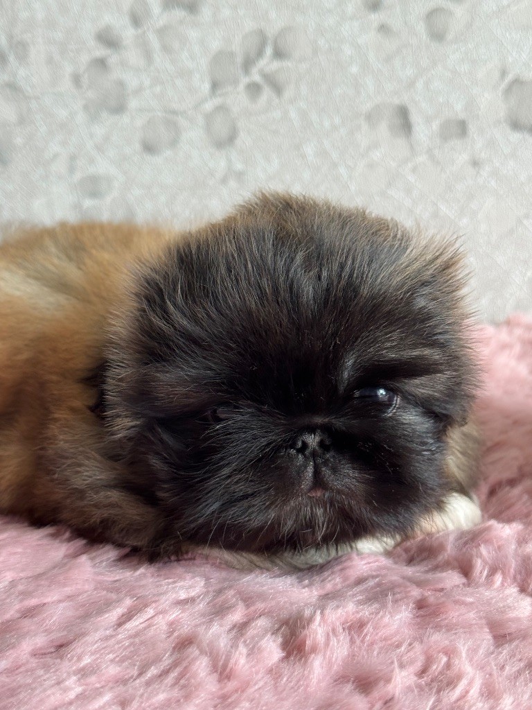 Des Diamants Impériaux - Chiots disponibles - Pekinois