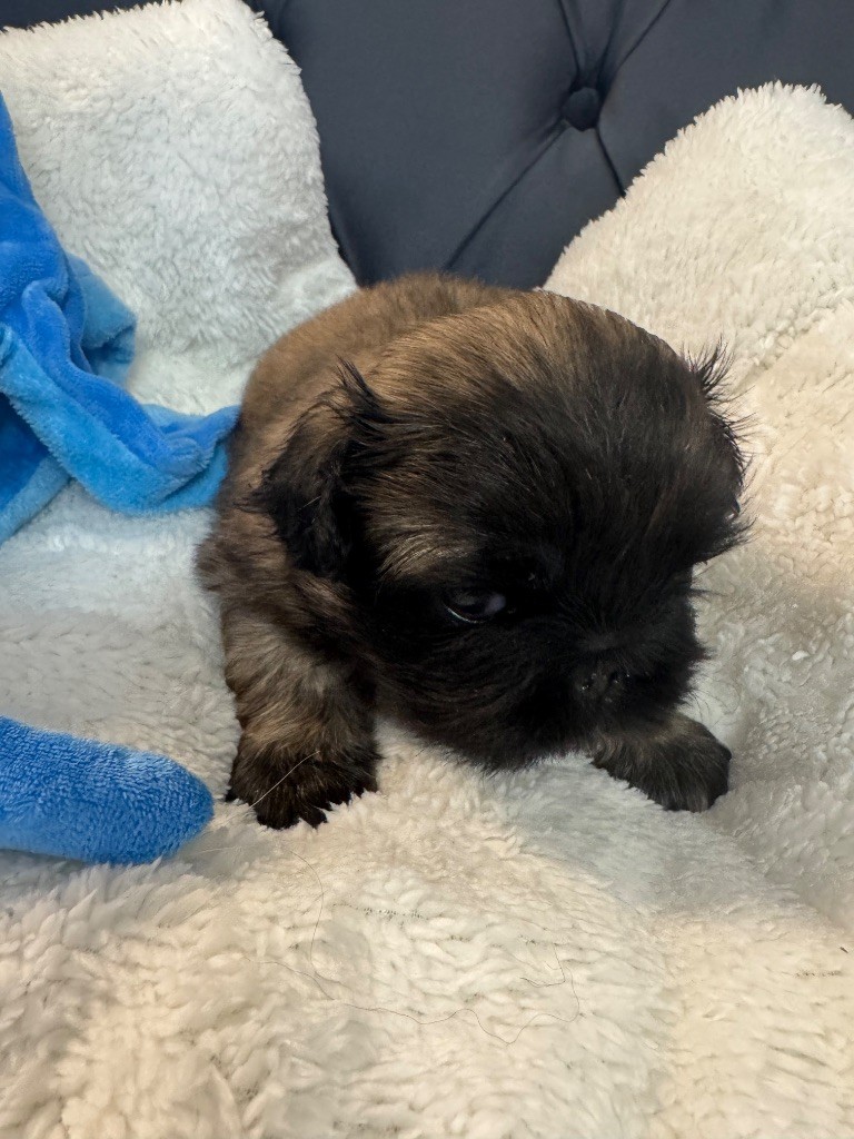 Des Diamants Impériaux - Chiots disponibles - Pekinois