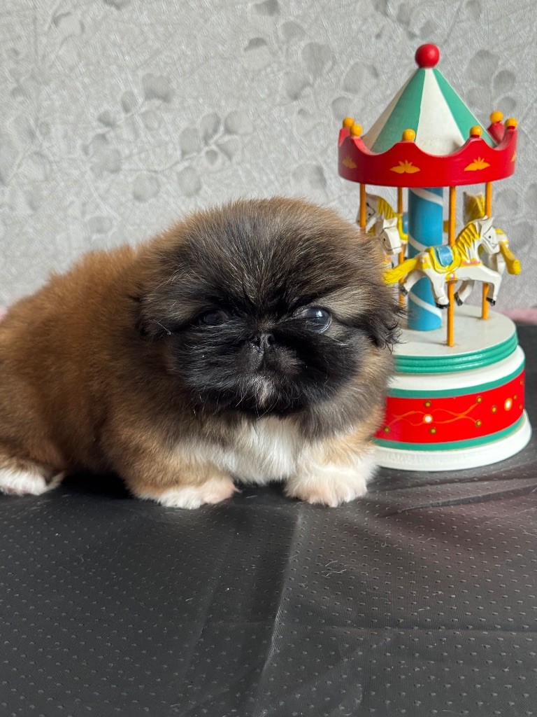 Des Diamants Impériaux - Chiots disponibles - Pekinois